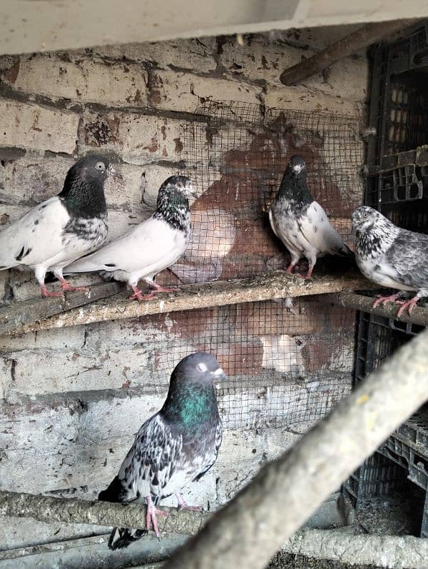 kabootar pigeons babies 7