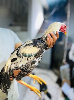 Aseel Jawa hens (3 males 1 female)