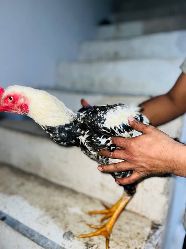 Aseel Jawa hens (3 males 1 female) 2