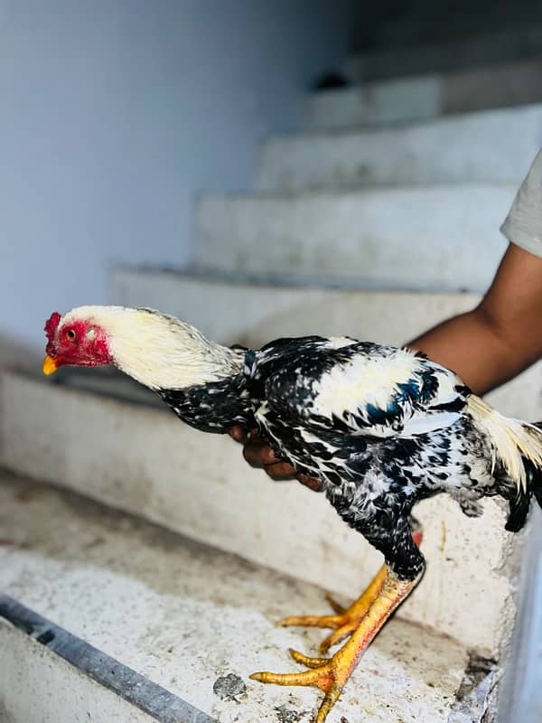 Aseel Jawa hens (3 males 1 female) 3