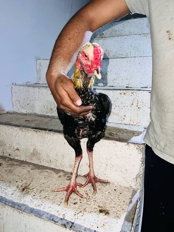 Aseel Jawa hens (3 males 1 female) 6