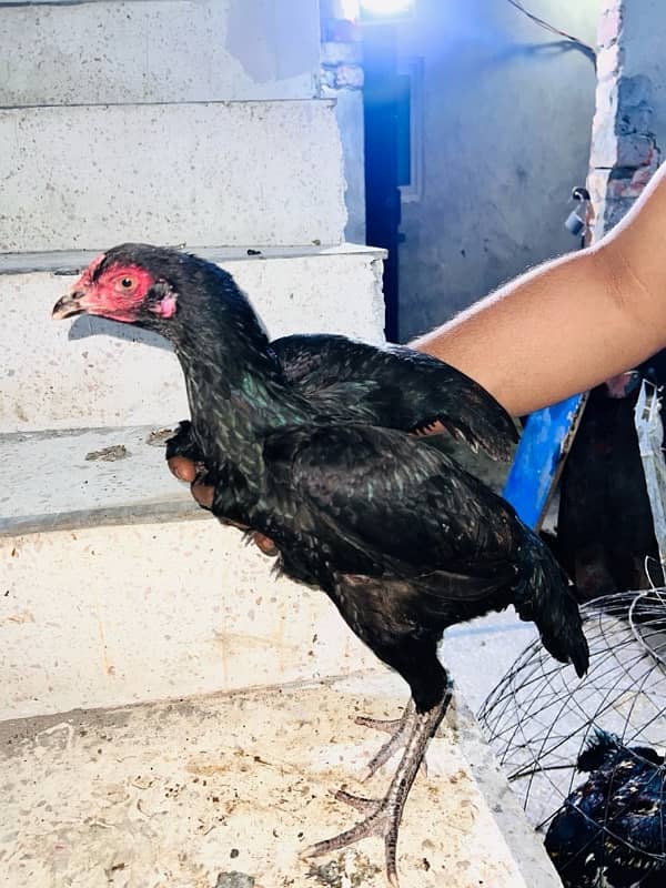 Aseel Jawa hens (3 males 1 female) 15