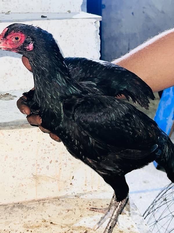 Aseel Jawa hens (3 males 1 female) 17