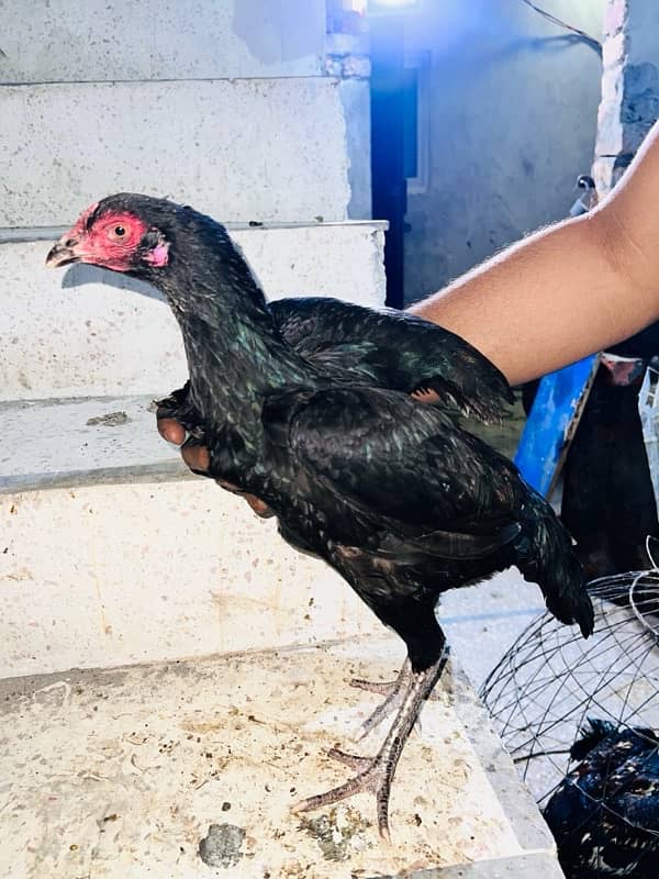 Aseel Jawa hens (3 males 1 female) 18