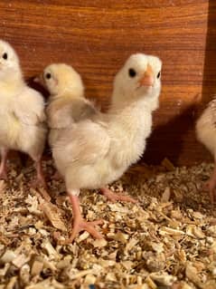 white shamu , Heera aseel , qandari chicks for sale