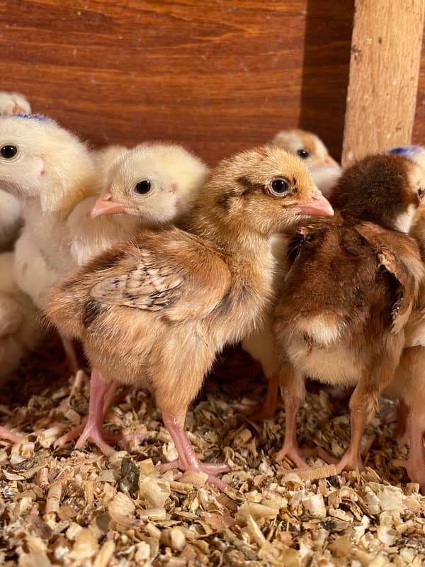 white shamu , Heera aseel , qandari chicks for sale 1