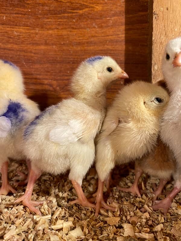 white shamu , Heera aseel , qandari chicks for sale 2