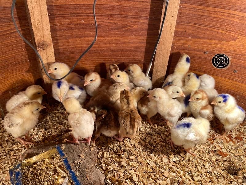 white shamu , Heera aseel , qandari chicks for sale 3