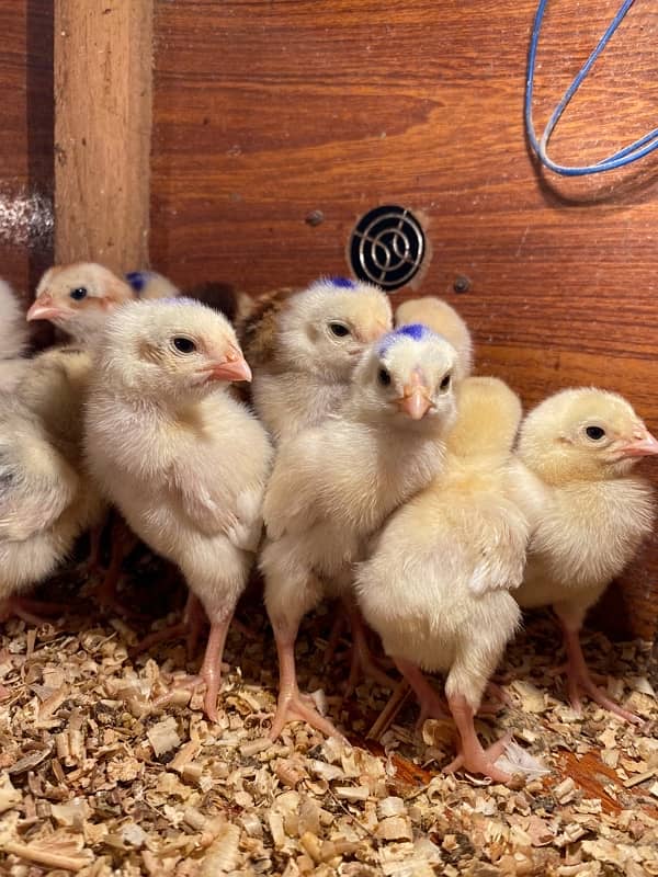 white shamu , Heera aseel , qandari chicks for sale 4