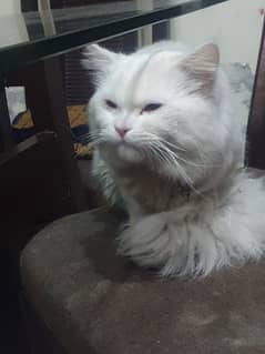 Persian male cat