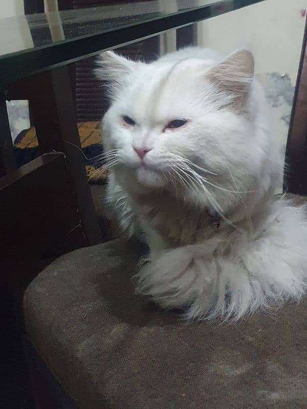 Persian male cat 0