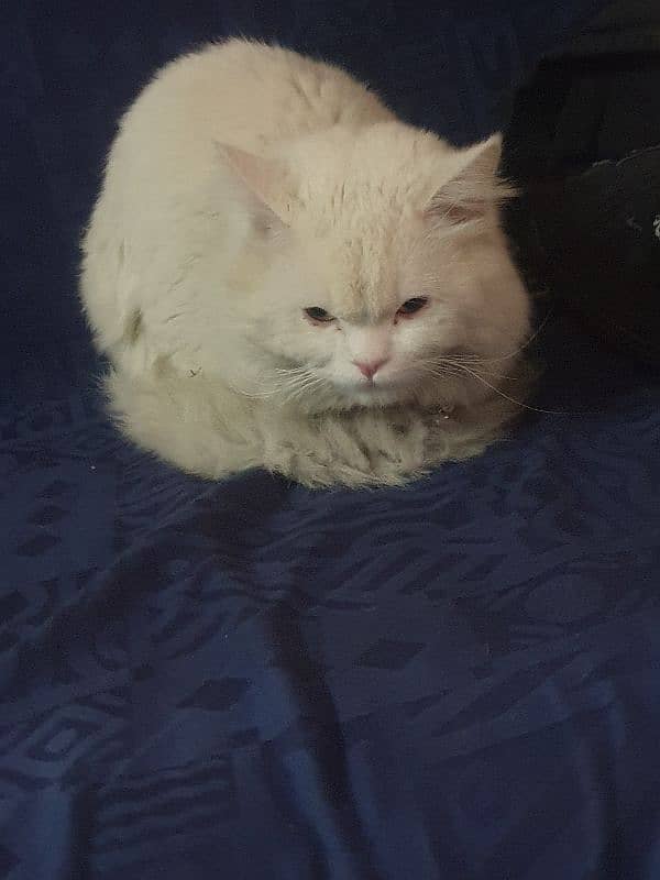 Persian male cat 3