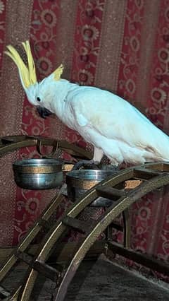 Triton cockatoo very friendly and Hand tamed