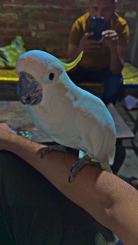 Triton cockatoo very friendly and Hand tamed 1