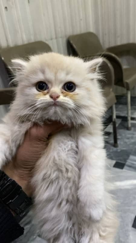 persian punch face kitten male 1