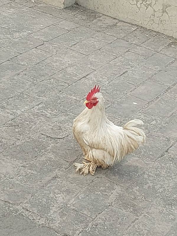 White Bantam MALE 1 Piece Breeder Healthy Active And 1