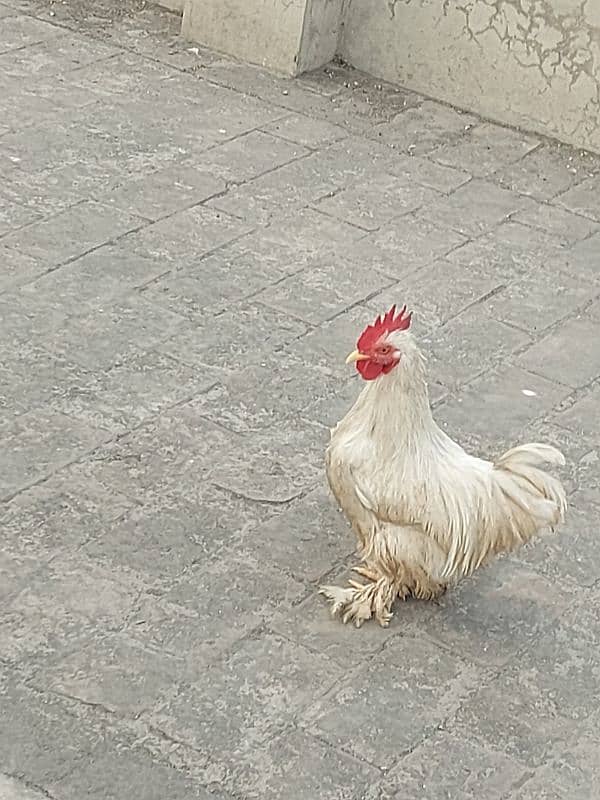 White Bantam MALE 1 Piece Breeder Healthy Active And 2