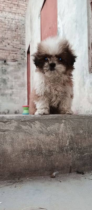 SHIHTZU DOG 1