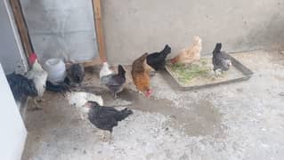 hen