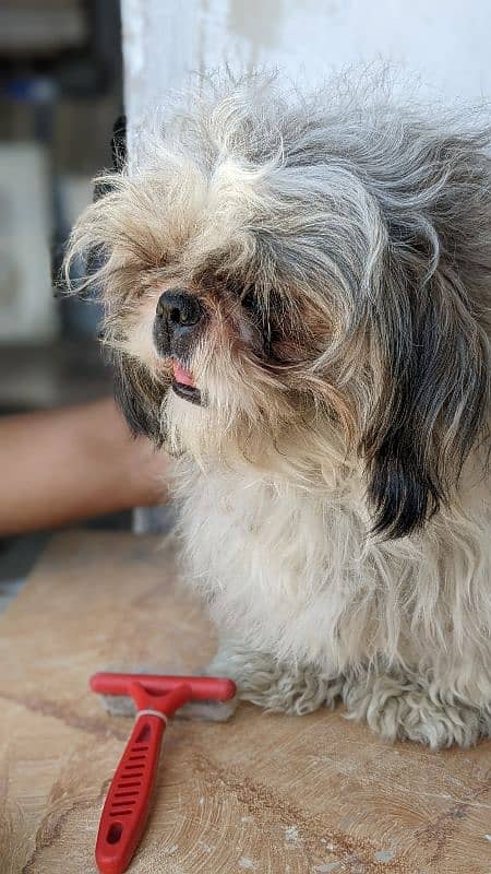 SHIHTZU CHAMPION BLOODLINE ADULT PURE NON PEDIGREE 3