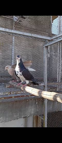 pigeons