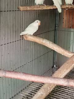 Love bird breeder pair