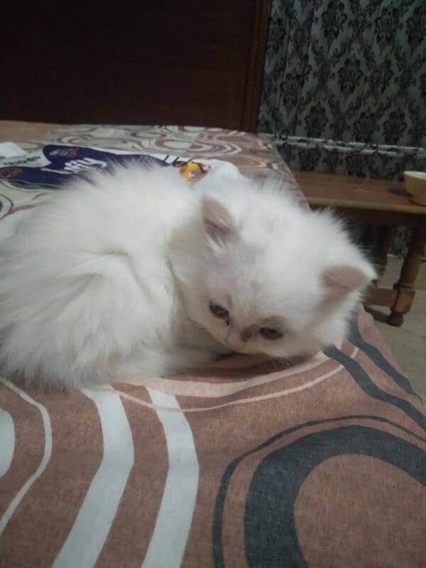 pure persian kitten 1