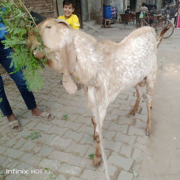 lal Daba anar or maki chena khasi bakra full Charo or active granti 1