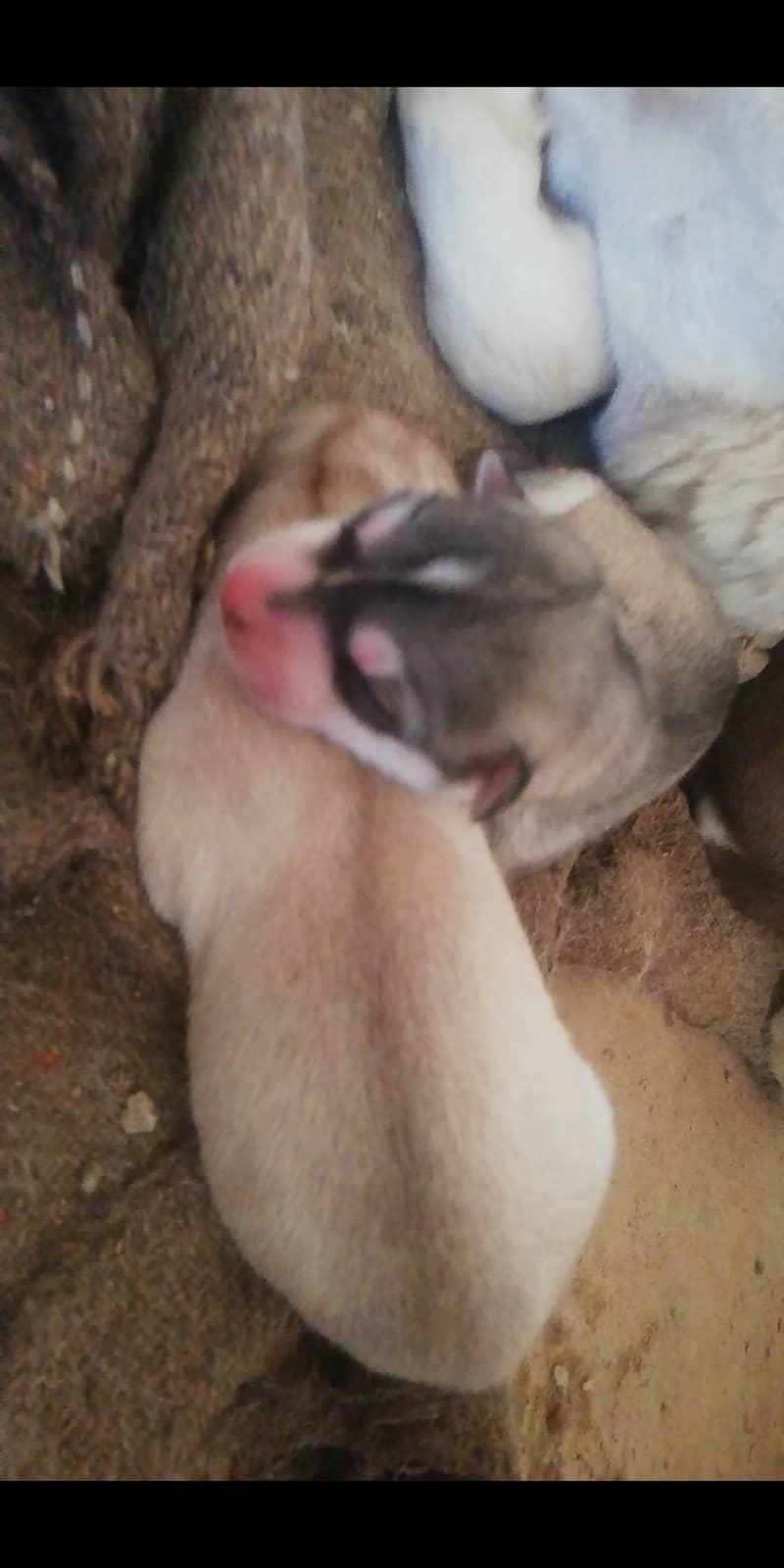 Husky puppies 0