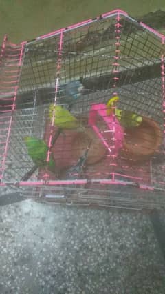 5 budgie for low price