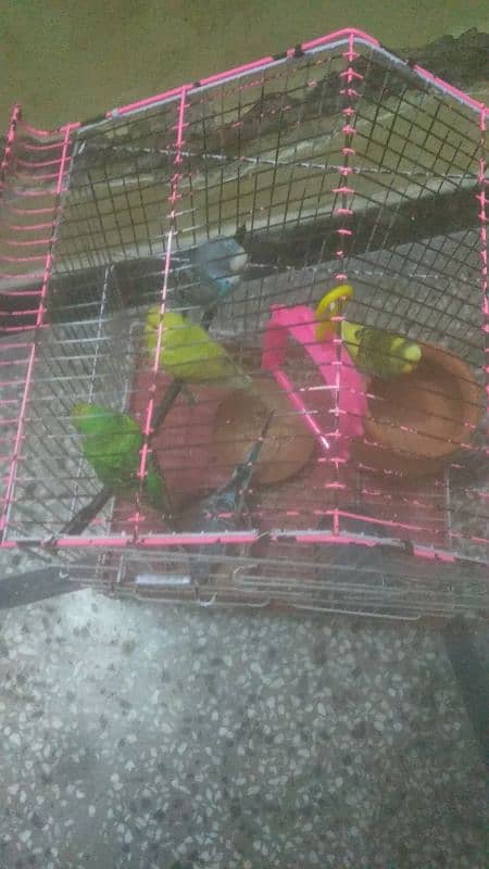 5 budgie for low priced 0