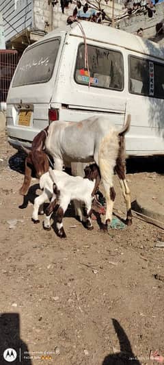 Dodh wali bakri + breedar bakre