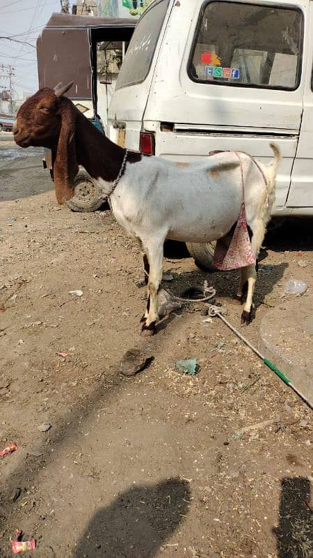 Dodh wali bakri + breedar bakre 1