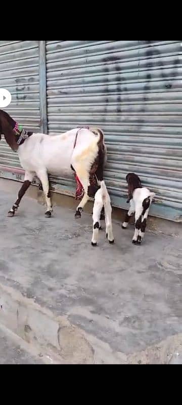 Dodh wali bakri + breedar bakre 2