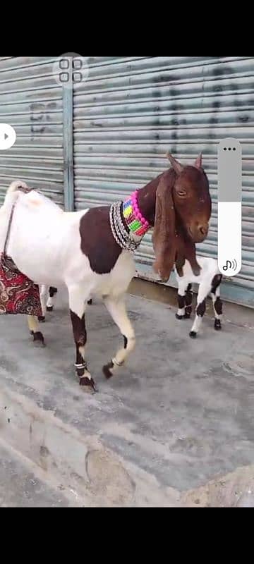 Dodh wali bakri + breedar bakre 3