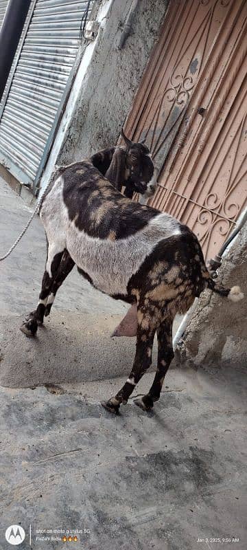 Dodh wali bakri + breedar bakre 6