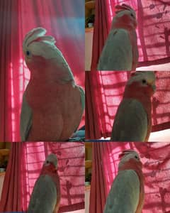 Galah