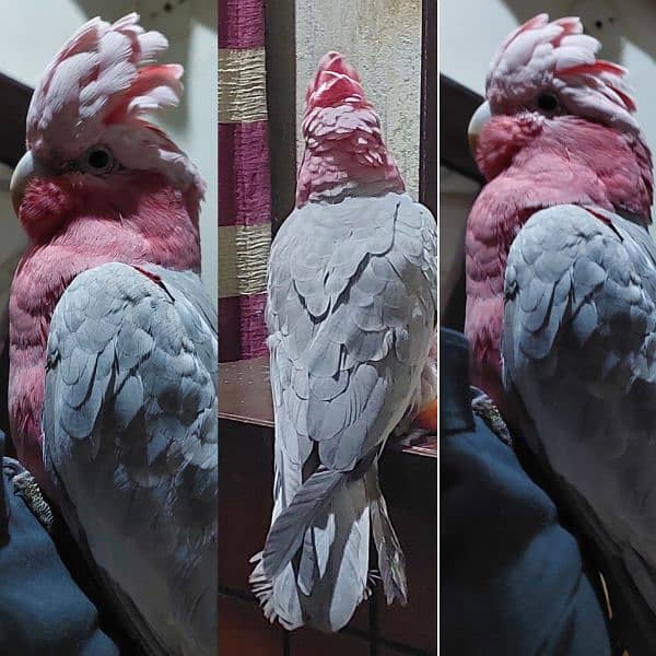 Galah Rose Breasted cockatoo 1