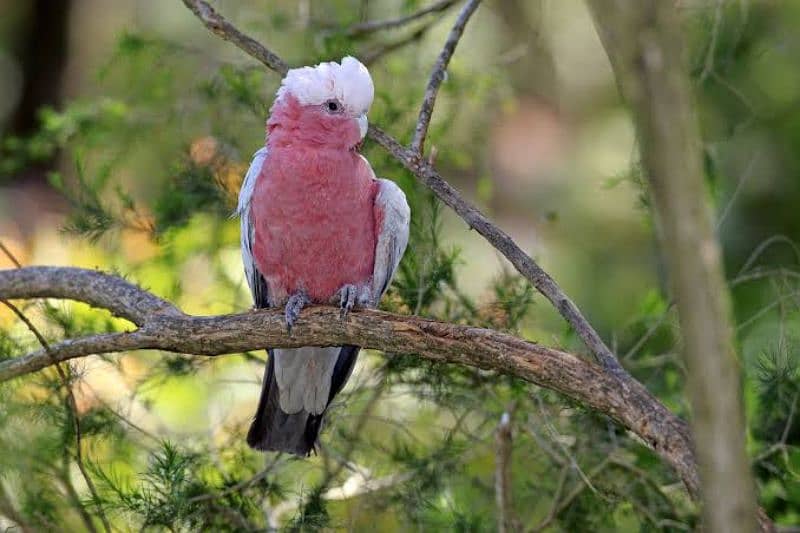 Galah Rose Breasted cockatoo 2