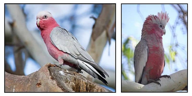 Galah Rose Breasted cockatoo 3