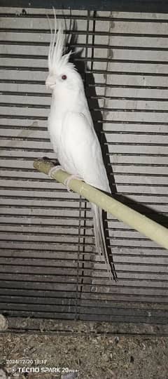 *Birds Setup For Sale*