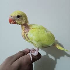 yellow ringneck 2 month