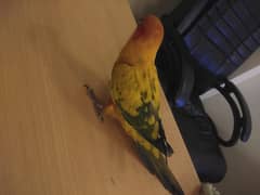 Sun Conure Hand Tam