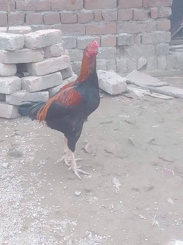 male walati cross lakha female mianwali black 0