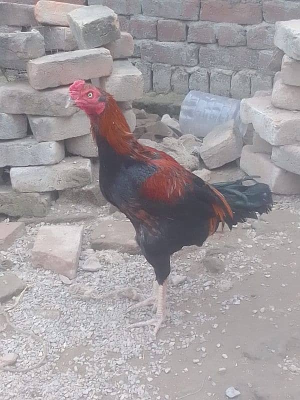 male walati cross lakha female mianwali black 1