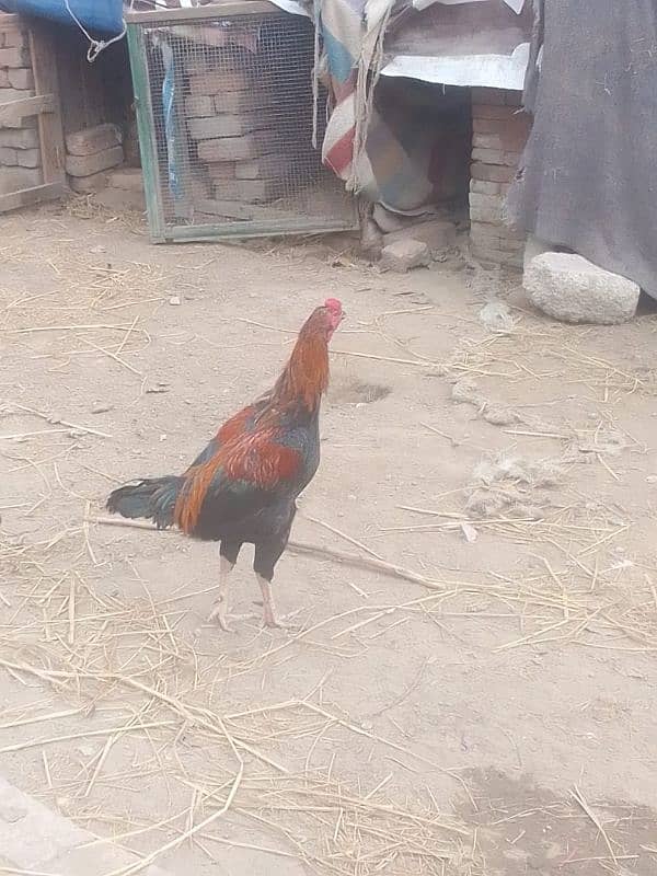 male walati cross lakha female mianwali black 2