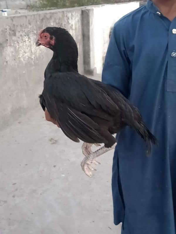 male walati cross lakha female mianwali black 4