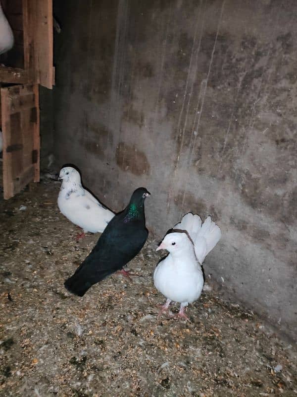 Lucky pigeon for sale 4