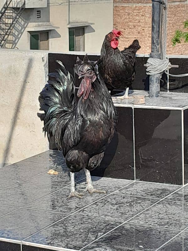 Ayan cemani male and Astrolop female pair 1