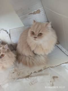 Persian cats For sale 3